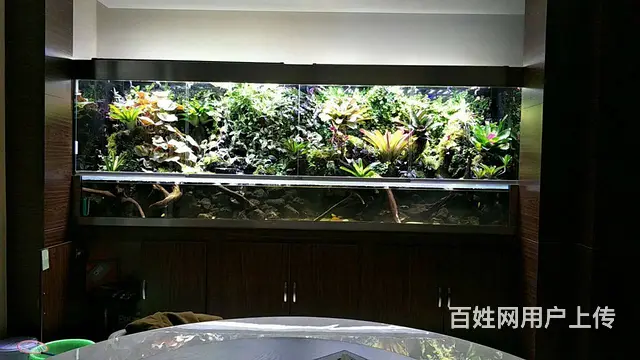 苏州哪里卖鱼缸，哪里有做鱼缸养护清洗的 - 图片 7