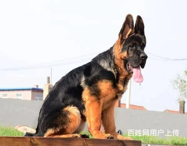 大头德牧、锤系德牧、德国牧羊犬、黑脸德牧 - 图片 6