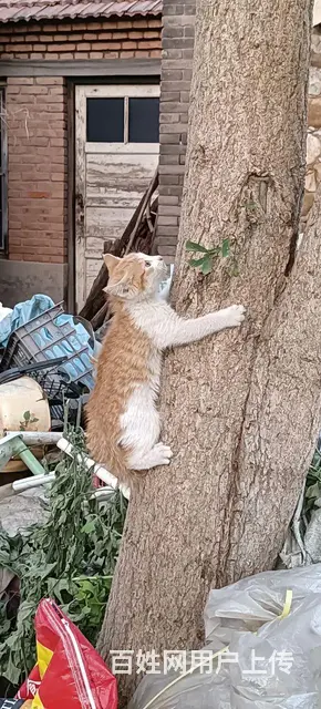 家猫 - 图片 3