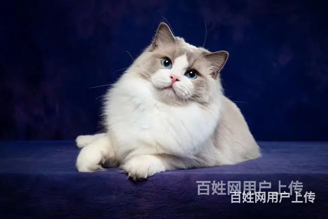 浙江湖州纯种蓝双布偶价格多少 - 图片 10