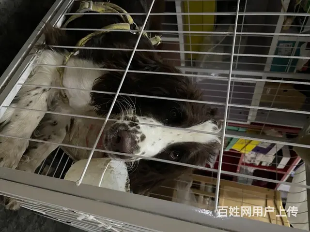 有购买意向请添加微信 - 图片 2