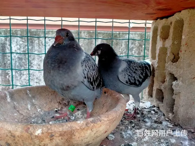 鸽子买卖 - 图片 4