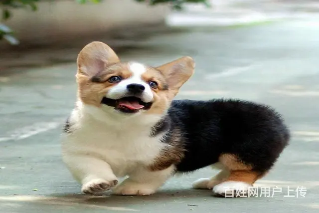 周口地区纯种威尔士柯基幼犬 健康有保障 可签协议可 - 图片 6