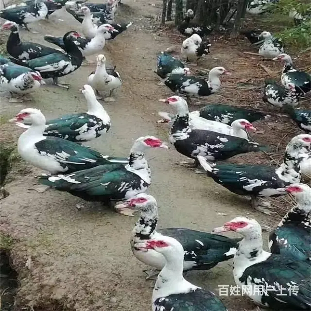 贵州三黄鸡苗批发 都匀鸭苗批发 贵州农村养殖鸡苗 - 图片 8