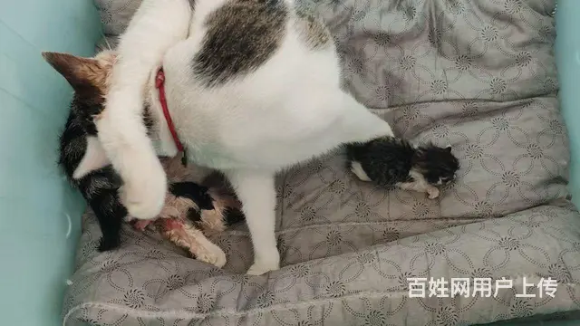 猫 - 图片 2
