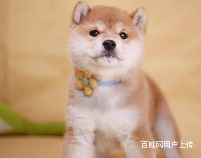 纯种柴犬 赤红色柴犬 黑色柴犬 三个月包退换保健康 - 图片 4