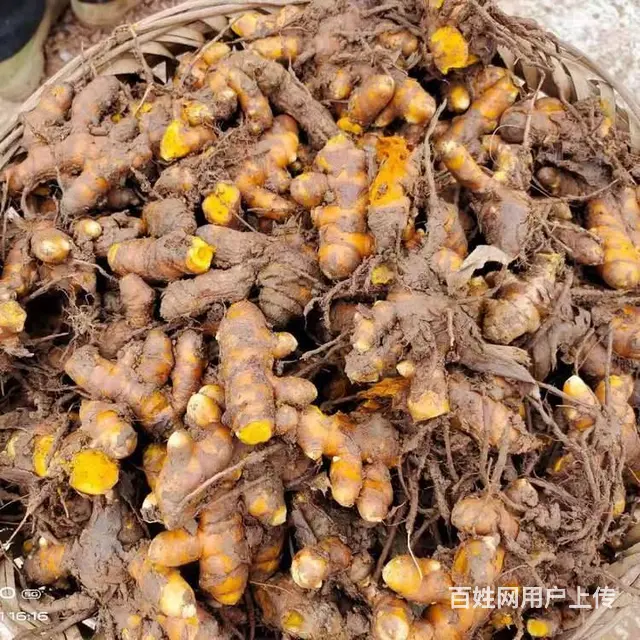 中药材种子种苗蜀道地姜黄块茎出售中药材种植基地直发 - 图片