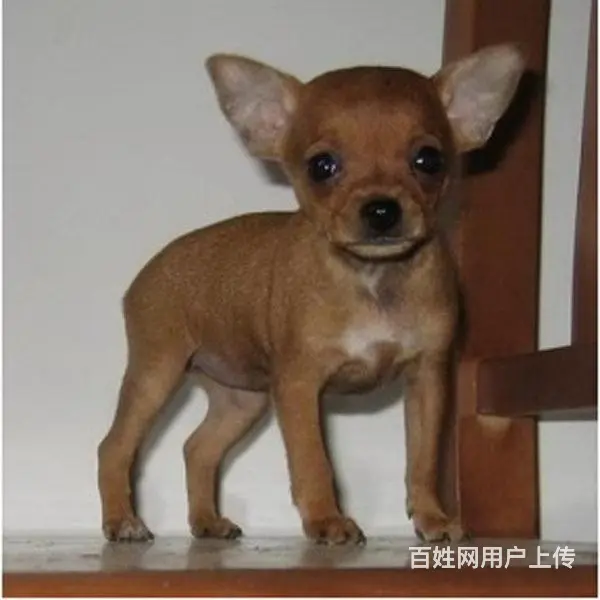 六安纯种小鹿犬视频 养小鹿犬心得体会 - 图片 4