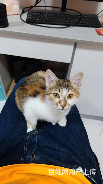 小橘猫找人领养 - 图片 10