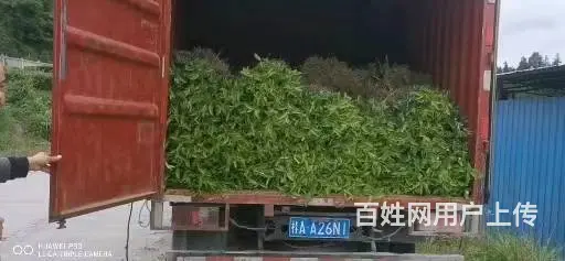 广西六堡茶叶苗，六堡茶树苗，六堡大叶茶苗服务 - 图片 4