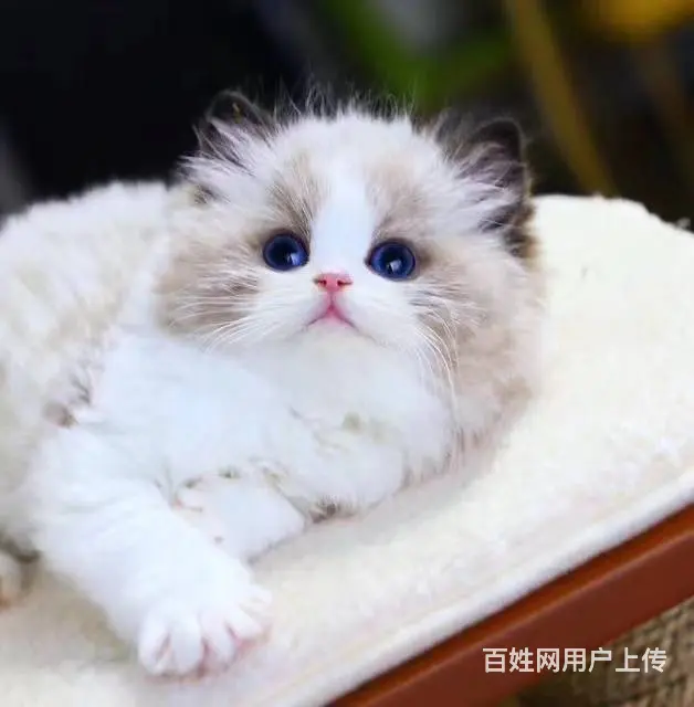 哪里有布偶猫卖的 布偶猫多少钱 布偶猫成年多重 - 图片 3