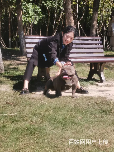 家养恶霸犬接受预定 - 图片 5