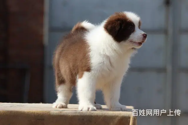 哪里有边境牧羊犬 边牧多少钱一只 纯种边牧多少钱 - 图片 4