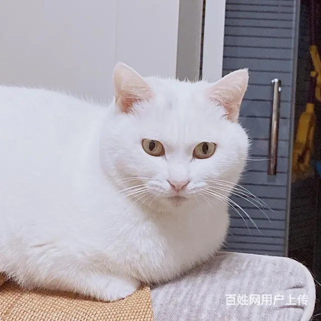 猫咪免费领养 - 图片 4