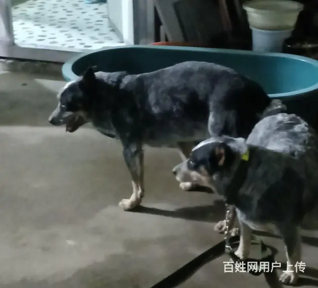 非常漂亮的犬种 - 图片 2