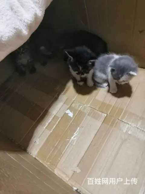 免费领取小猫 - 图片 2
