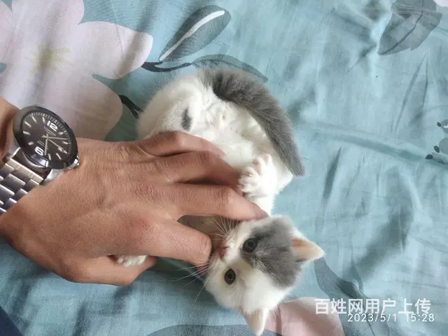 猫 - 图片 4