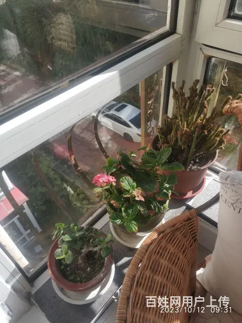 家庭花草出售，喜欢商量。 - 图片 10