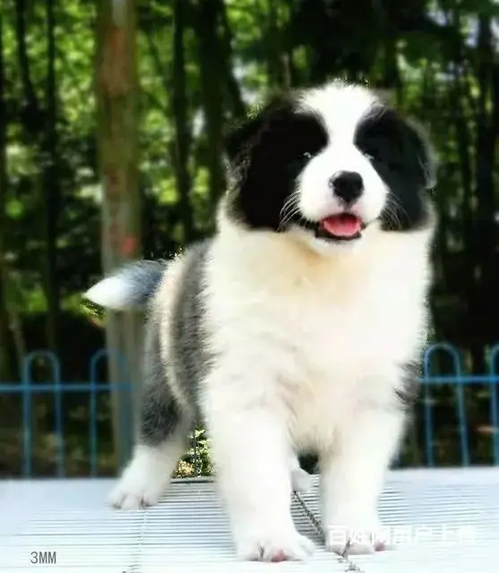 徐州1200出售 高品质边牧宝宝【益帆边境犬舍】 - 图片 6