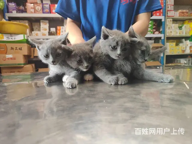 蓝猫出售公母都有 - 图片 1