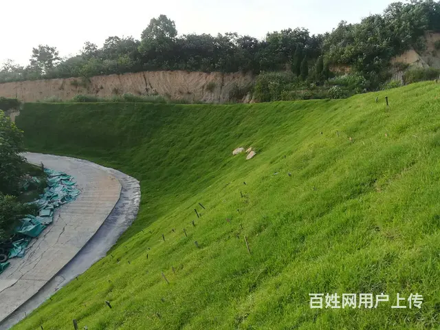 娄底草皮价格怎么样，铺设效果好吗，在哪有草皮买？ - 图片 5
