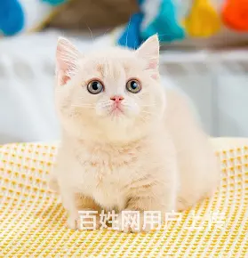 本地哪里有卖曼基康矮脚猫的 矮脚猫多少钱一只 - 图片 6