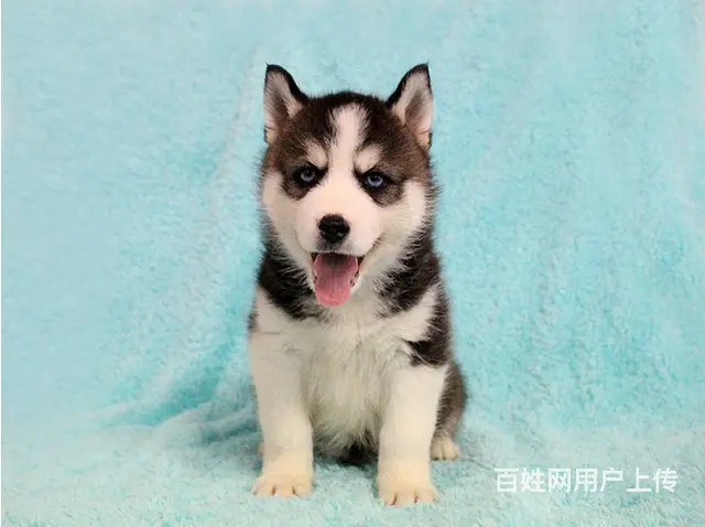 纯种哈士奇犬 北京哈士奇犬舍 打完疫苗.包纯健康C - 图片 1