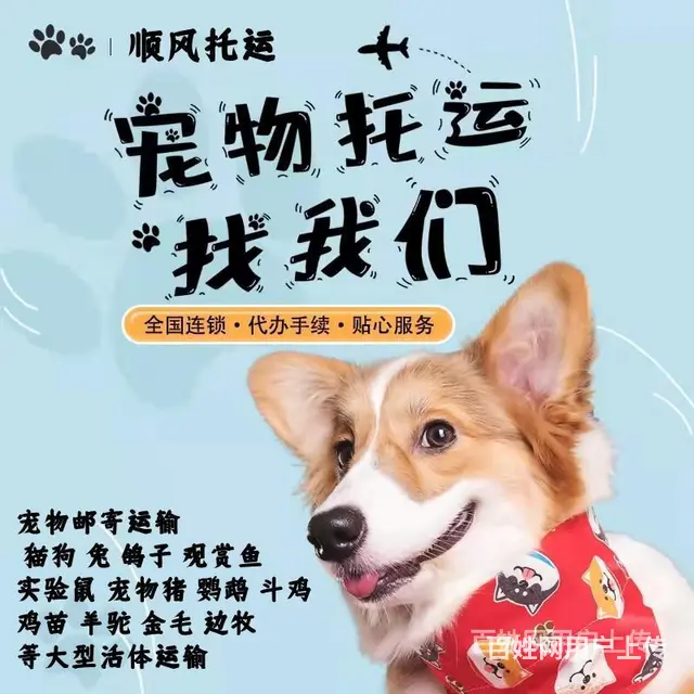 常州市宠物托运（猫狗）邮寄快递（宠物活体运输新*闻） - 图片 2