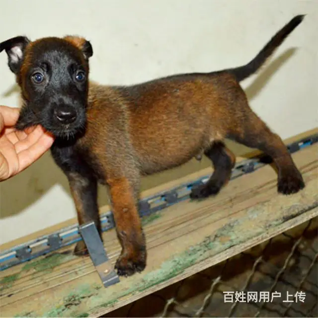 中卫上哪可以看到马犬犬舍，马犬犬舍地址位置 - 图片 12