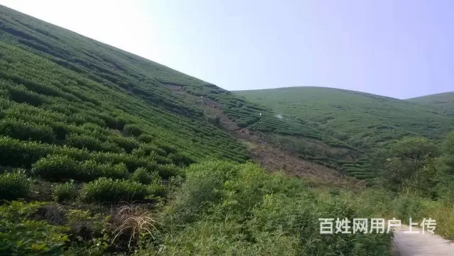长兴洪桥优质茶叶山转让 - 图片 1