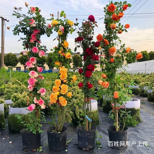 武汉工厂鲜花服务家庭花木购买，武汉公司花木销售室内 - 图片