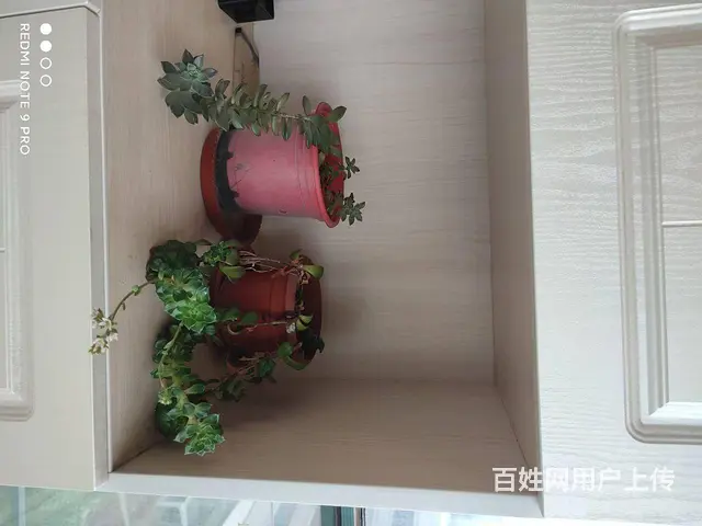 适合陪读的房子 - 图片 3