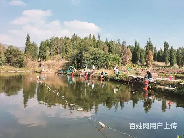 （51旺铺推荐）安宁5亩3个鱼塘转让 - 图片 1