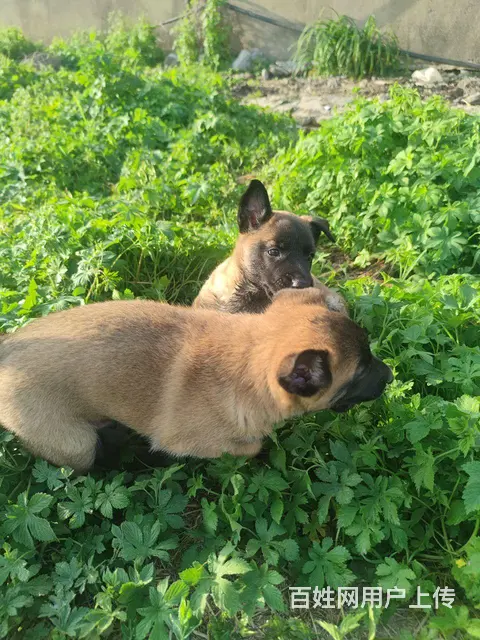出售自家养的小马犬 - 图片 2
