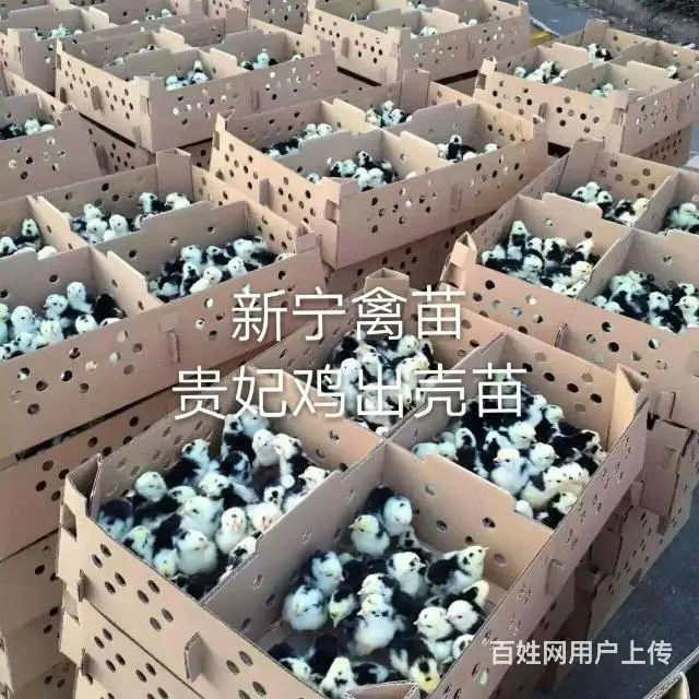 莆田新宁禽苗批发部(麻羽绿壳蛋鸡） - 图片 8