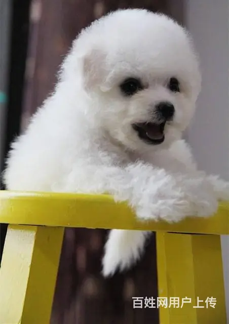 北京市比熊犬 法系卷毛比熊犬 纯种比熊犬出售 - 图片 3