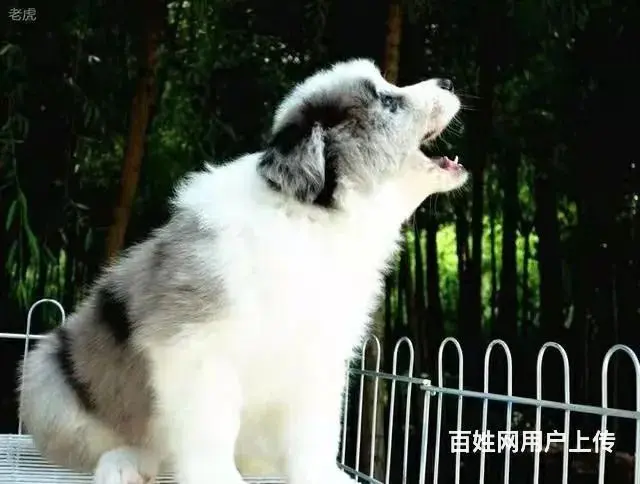 徐州1200出售 高品质边牧宝宝【益帆边境犬舍】 - 图片 3