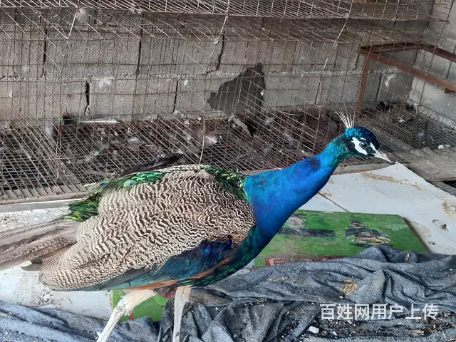 出售孔雀一对 - 图片 1