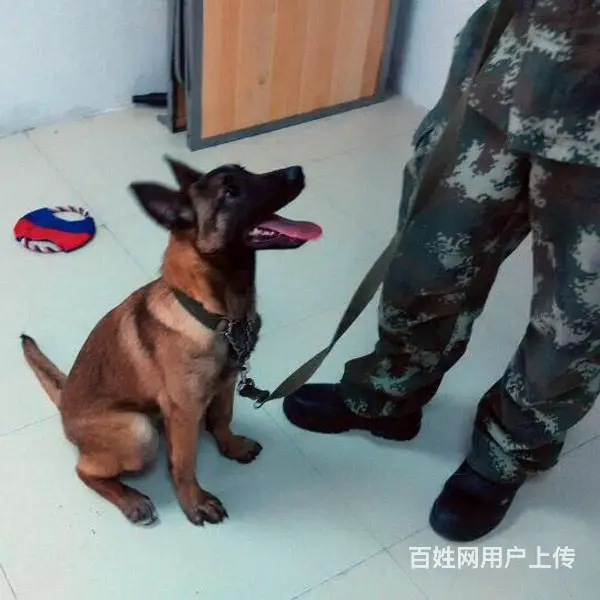 中卫上哪可以看到马犬犬舍，马犬犬舍地址位置 - 图片 5