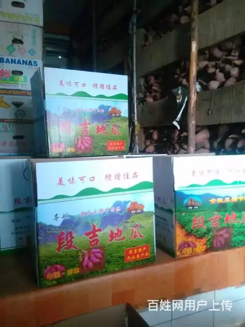 自家种的正宗段吉地瓜 - 图片 4