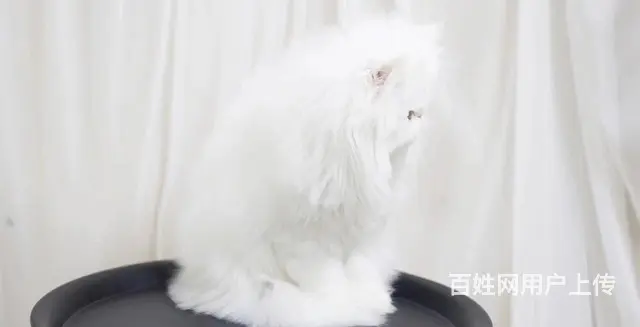 哪里有纯白棉花糖系列波斯猫卖的 波斯猫多少钱 - 图片 4