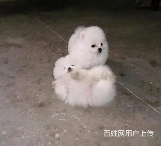纯种博美狗幼犬出售 哈多利博美犬价格 博美犬专卖犬 - 图片 8