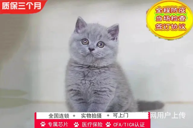 哪里有英短蓝猫卖的 无病无廯 双血统蓝猫多少钱 - 图片 4