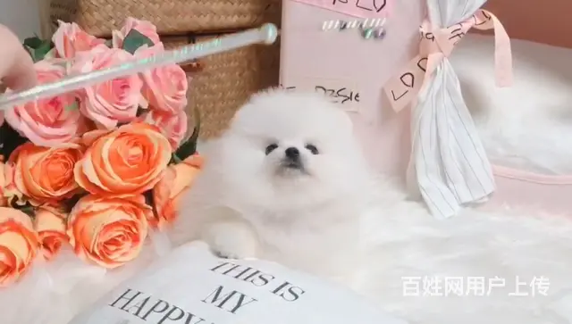 纯种博美 哈多利球体博美 白色博美犬多少钱一只 - 图片 2