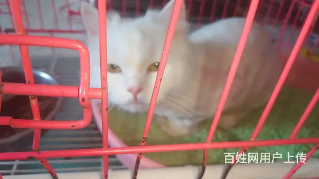 【搞定了！】求领养 - 图片 1