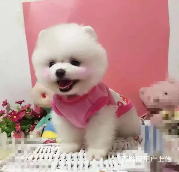 纯血统 博美幼犬 3月包退换 3年保品质 签订 - 图片 1