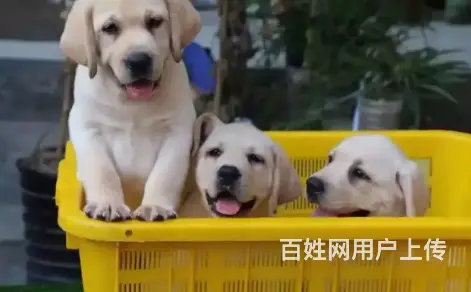 邢台拉布拉多多少钱一只 邢台拉布拉多怎么卖 - 图片 1