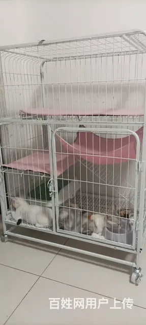 快来领养宠物猫咪 - 图片 4