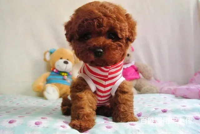 赛级泰迪犬价格 茶杯体泰迪犬出售 北京泰迪犬舍 - 图片 3