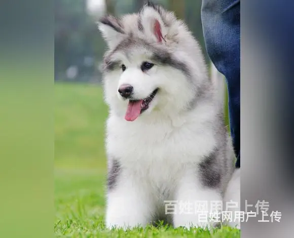 抚州如何挑选好看的阿拉斯加阿拉斯加怎么挑选技巧 - 图片 5